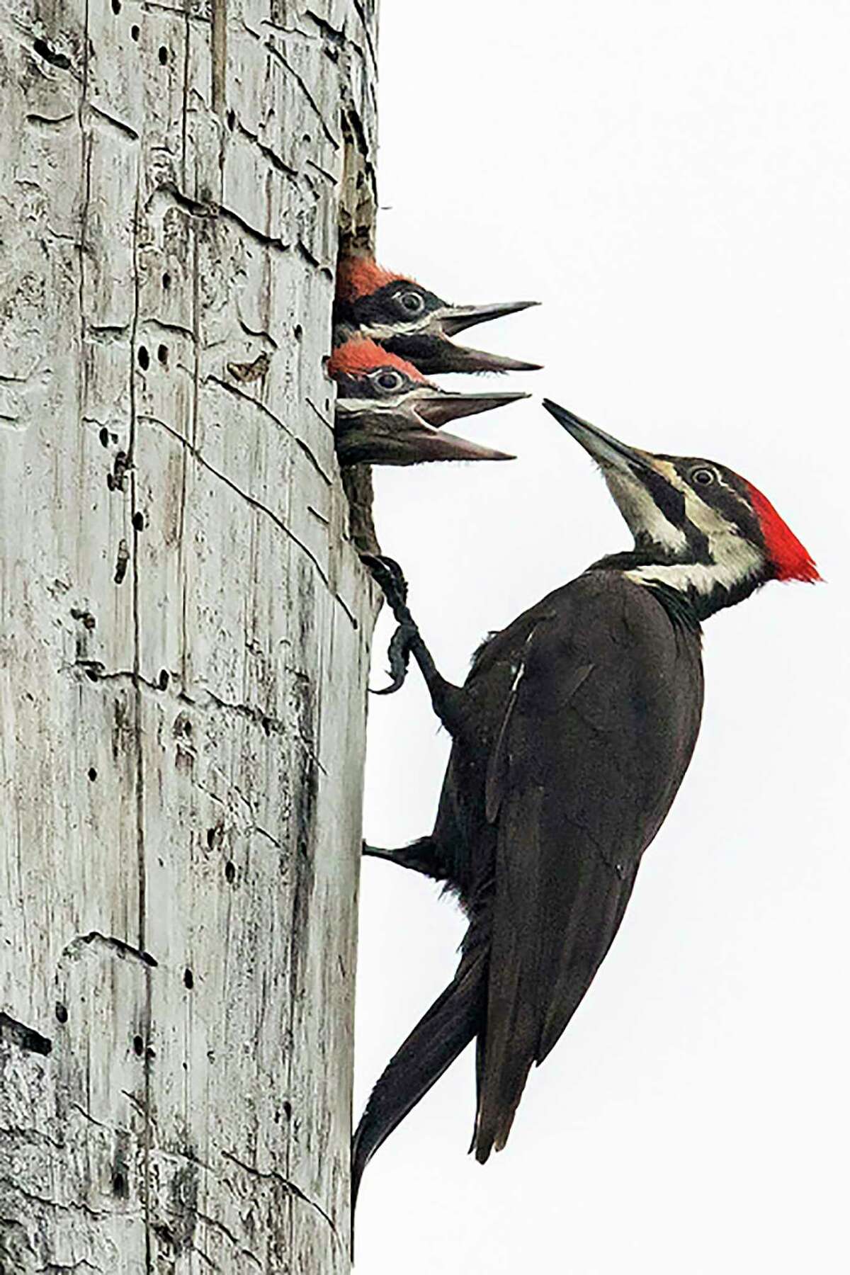 Showcasing the DNR MI Birds are your birds working together for bird