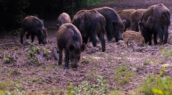 ‘Do not approach!’ Packs of feral hogs spotted at Seabrook Park