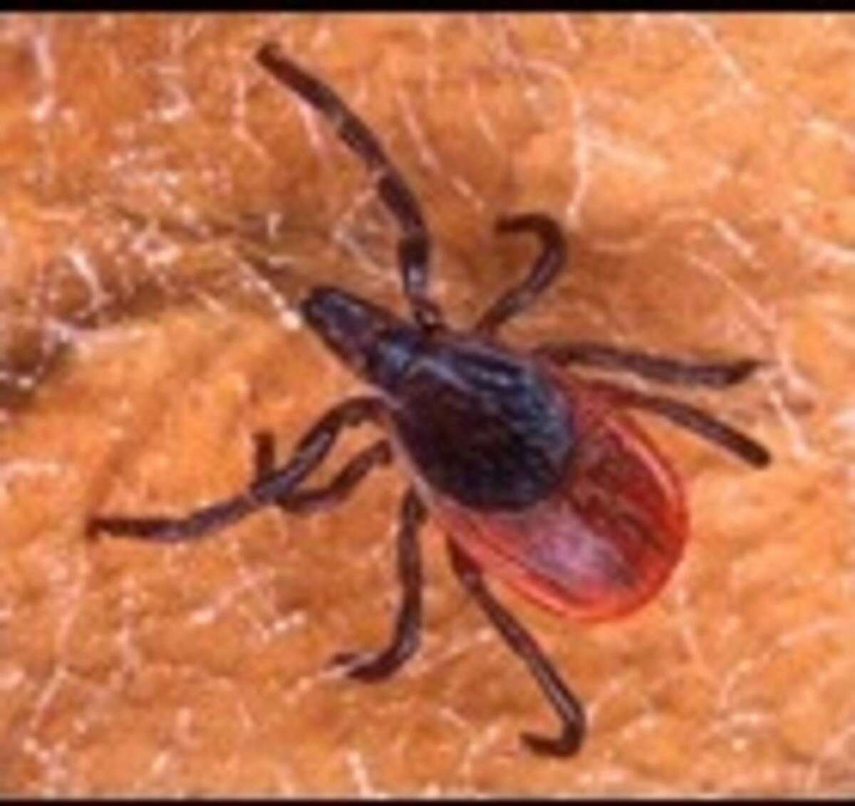 Statewide tick survey finds ticks carrying 5 different diseases in CT