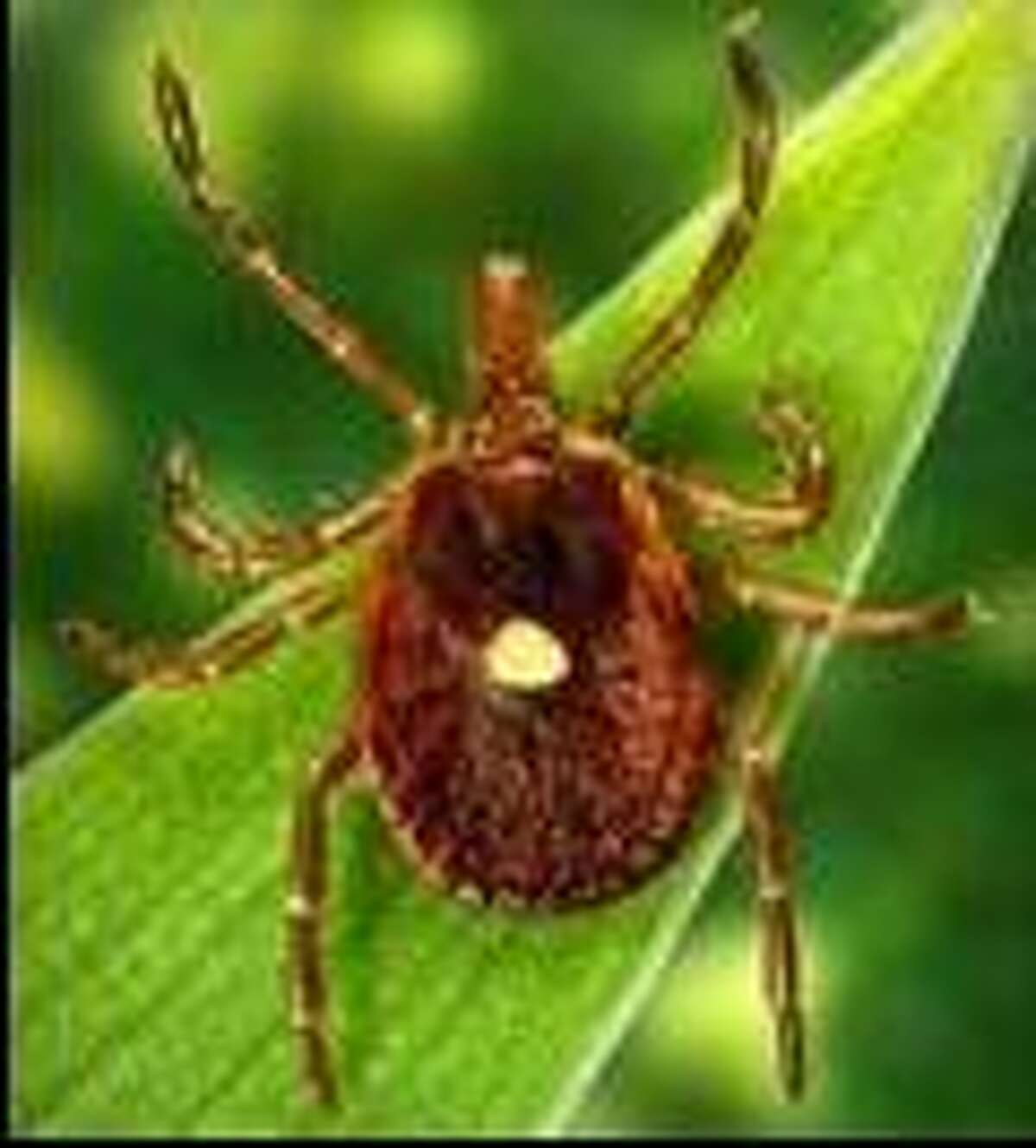 Statewide tick survey finds ticks carrying 5 different diseases in CT