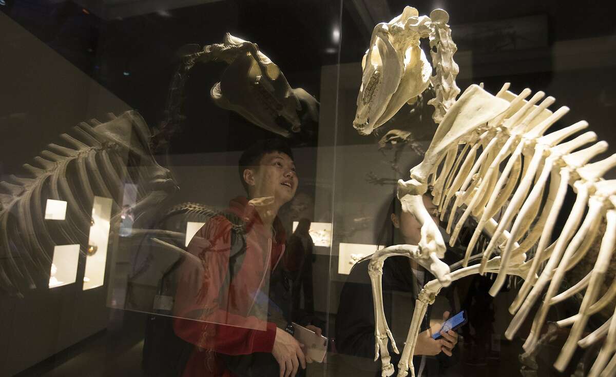 Central Police University cadet Benson Lu is in awe of the ancient horse fossil during a field trip visit Friday, Jan. 17, 2020, at Houston Museum of Natural Science in Houston.