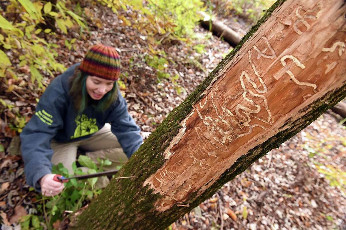Claire Rutledge, associate agricultural scientist with the Connecticut Agricultural Experiment Station, shaves the bark from an ash tree to reveal tunnels made by the emerald ash borer in a study area at the Cromwell Meadows Wildlife Management Area.