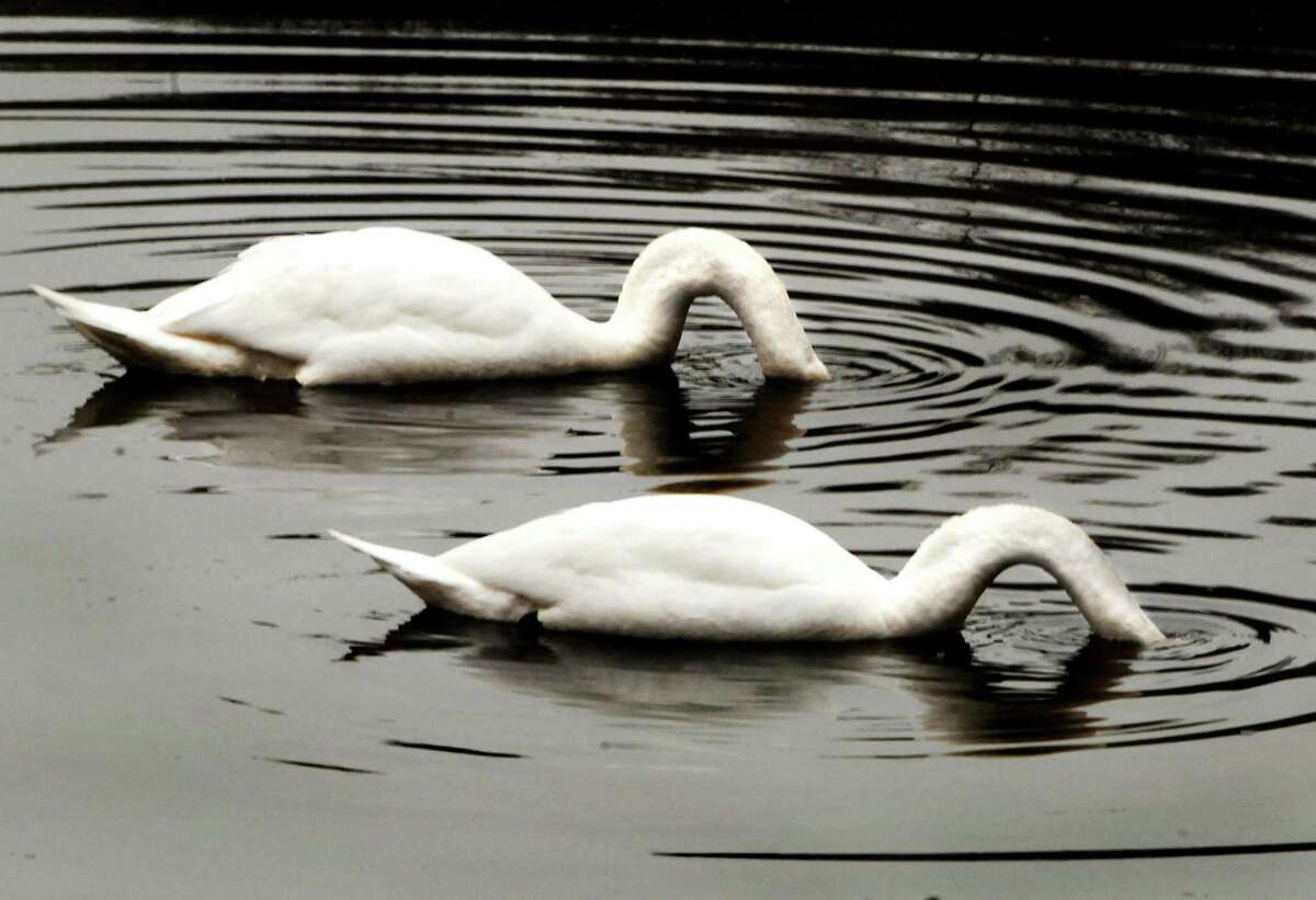New Haven--Two swans forage on the Mill River at East Rock Park. Swan pairs form long term bonds, sometimes for life, and the males aid with the construction of the nest. Melanie Stengel/Register