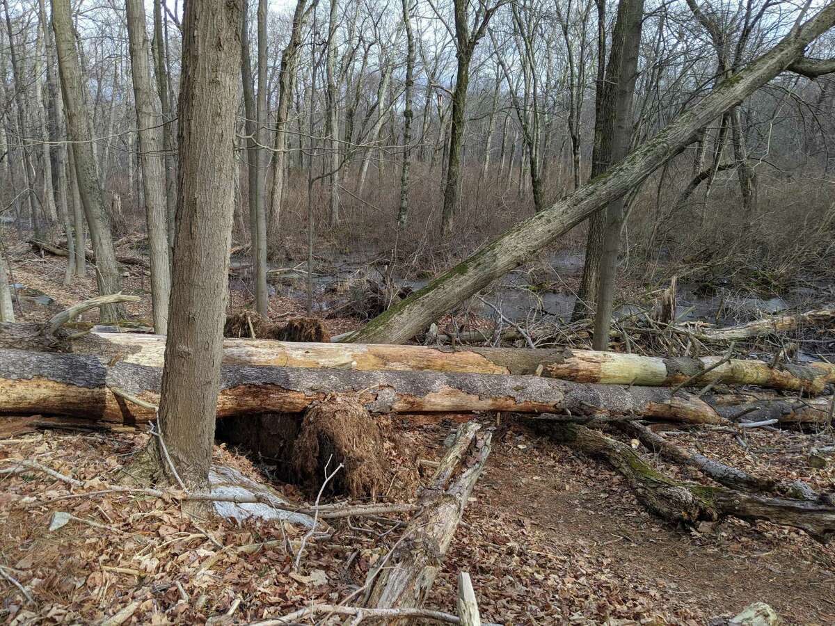 The Shelton Trails Committee will hold a work party on Saturday, March 13, at the Oak Valley Trail.