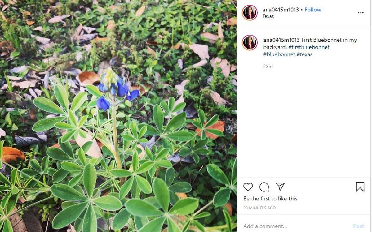 Houstonians are already spotting patches of vibrant bluebonnets, a little earlier than predicted.  Families all across Texas have been posting their early blooms of bluebonnets and spring flowers this weekend on Instagram.