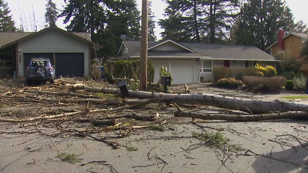 Man crushed by falling tree as winds rip through Western Washington