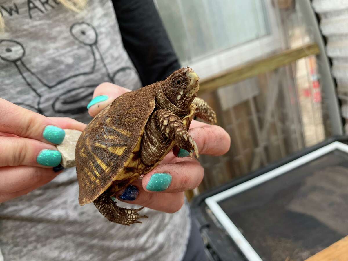 One if the of 30 ornate box turtles shipped from the Wildlife Center of Virginia to Central Texas Tortoise Rescue in San Marcos.