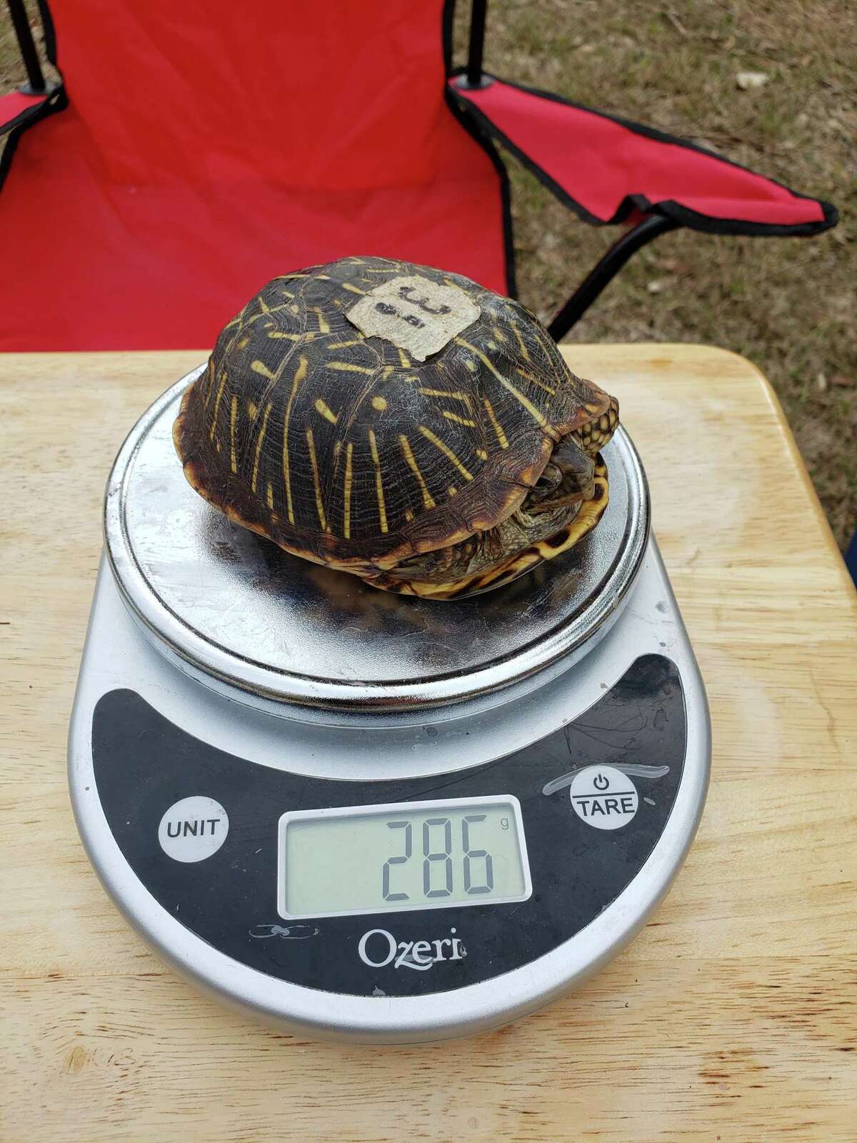 One if the of 30 ornate box turtles shipped from the Wildlife Center of Virginia to Central Texas Tortoise Rescue in San Marcos.