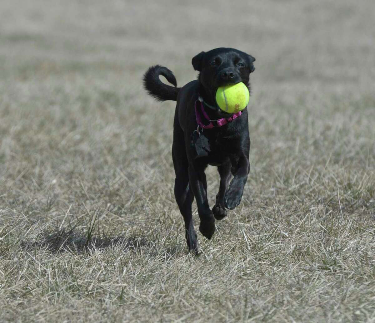 Danbury dog parks tennis courts to open