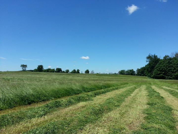 Forage Fields Forages, are they making the most for your farm?