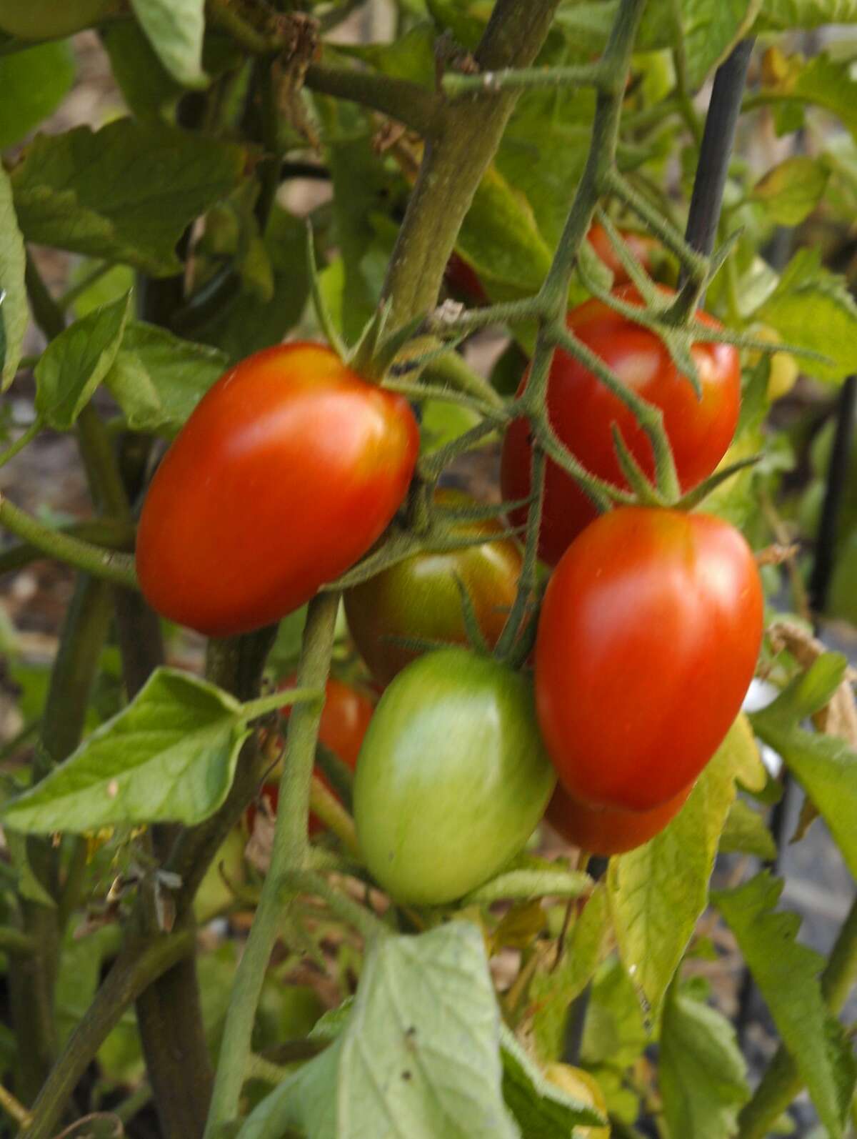 Many options when growing tomatoes: What you need to know