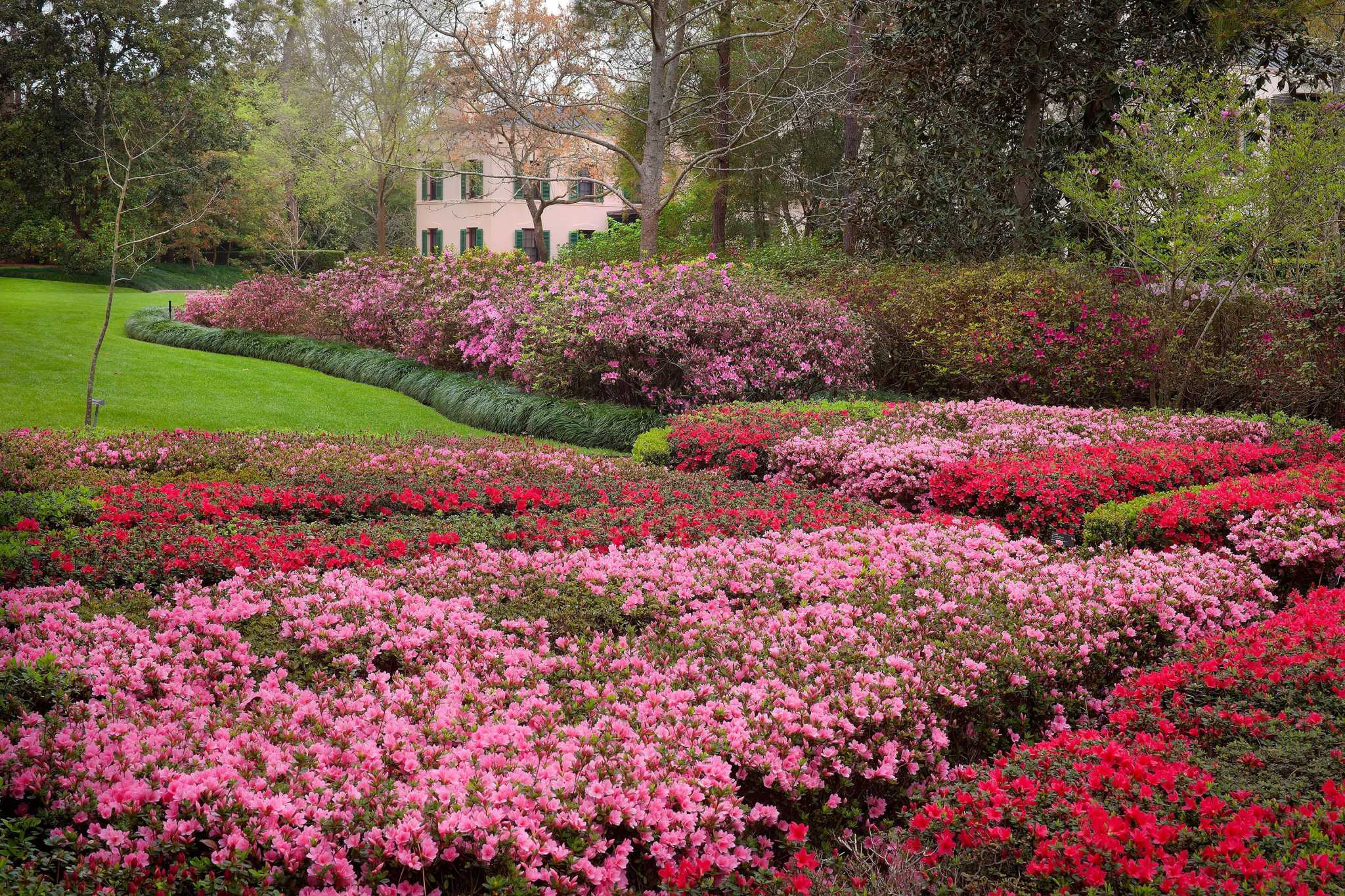 River Oaks Garden Club presents 85th Annual Azalea Trail