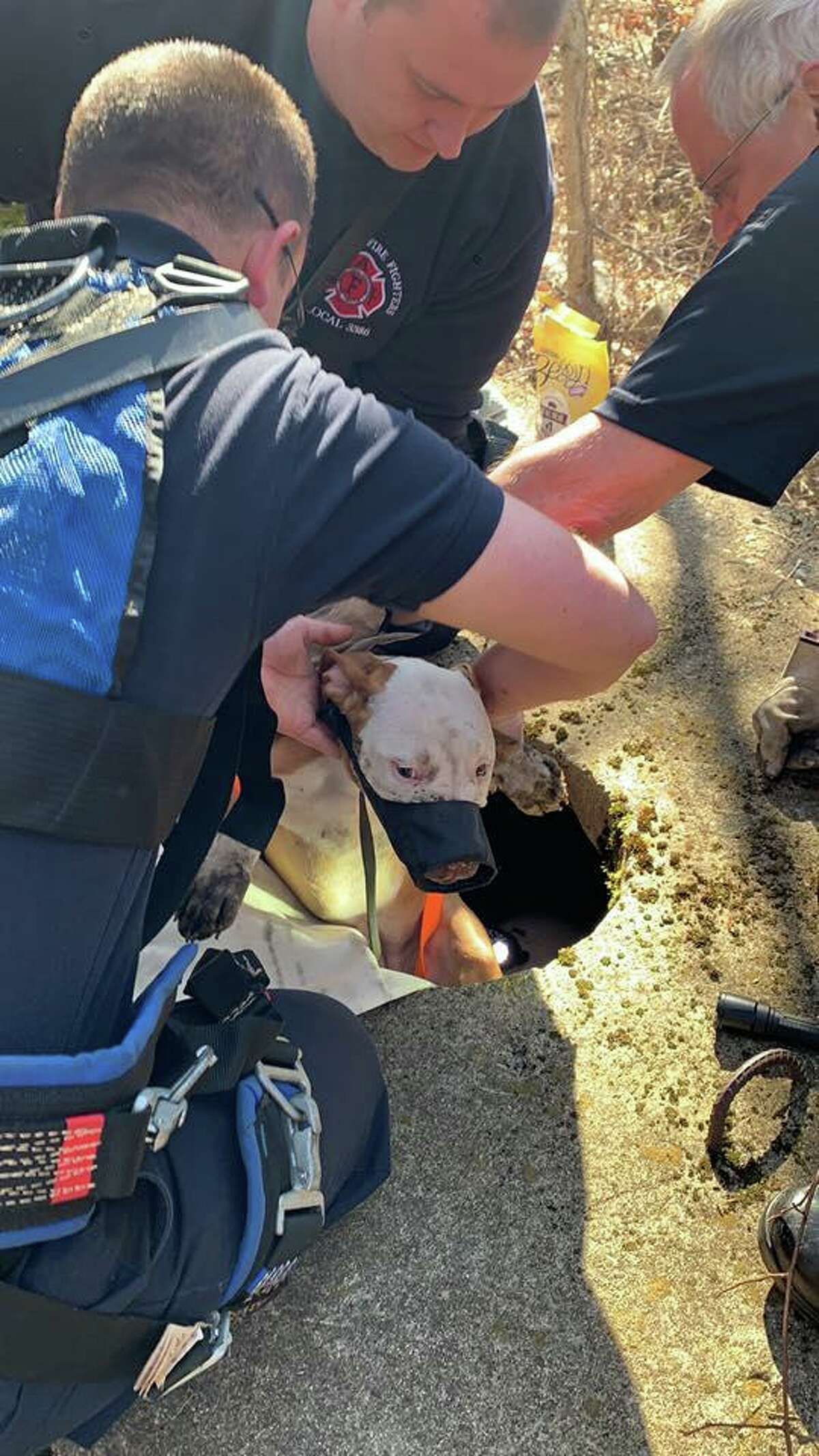 Lost puppy rescued from well in Connecticut