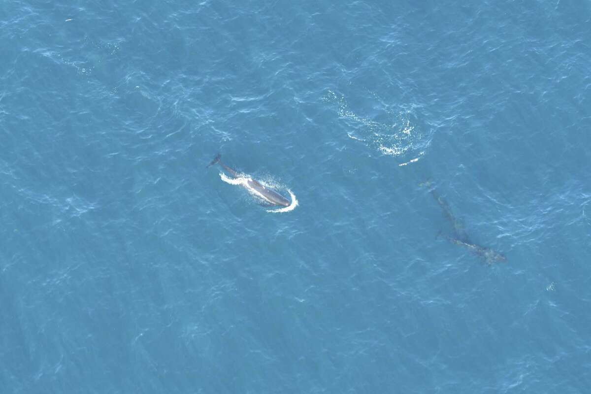 Rare blue whales spotted 130 miles east of Connecticut