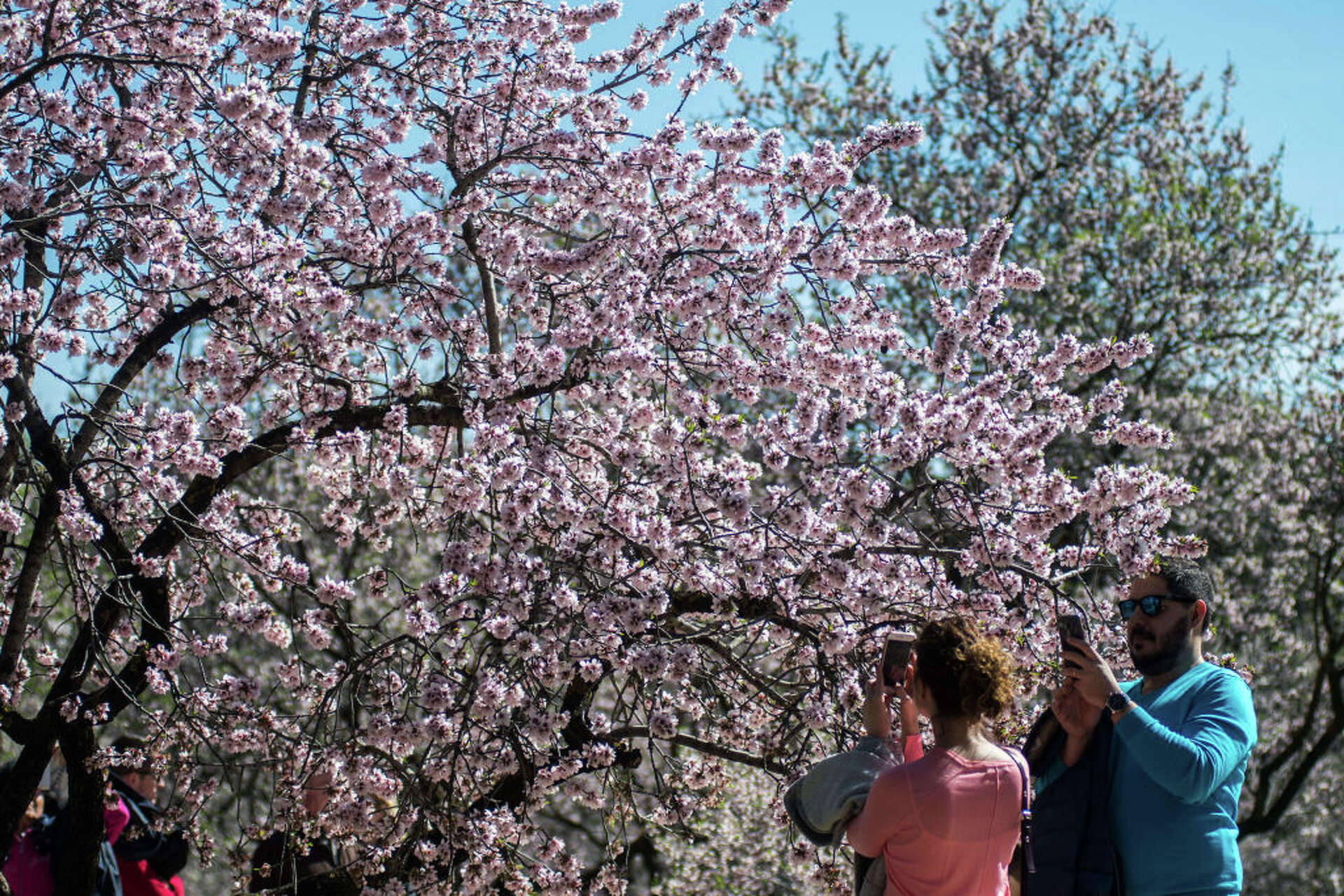 People are trespassing on Solano County almond groves to take selfies