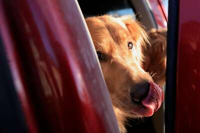 Dog Who Helped Rescue Palo Alto Couple Tries Not To Let Fame Get To His Fuzzy Head