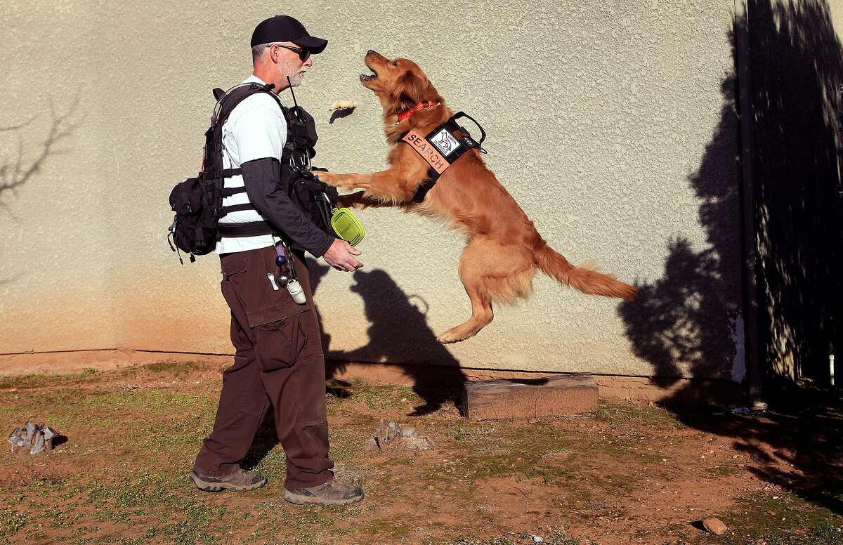 �Groot� the hero rescue dog alerts his owner and trainer Rich Cassens with jumping and barking after a find during a training exercise in Cool, Ca., on Monday Feb 25, 2020. "Groot" and Rich Cassens were the search and rescue team that found the lost hikers after eight days in the Marin County backcountry.