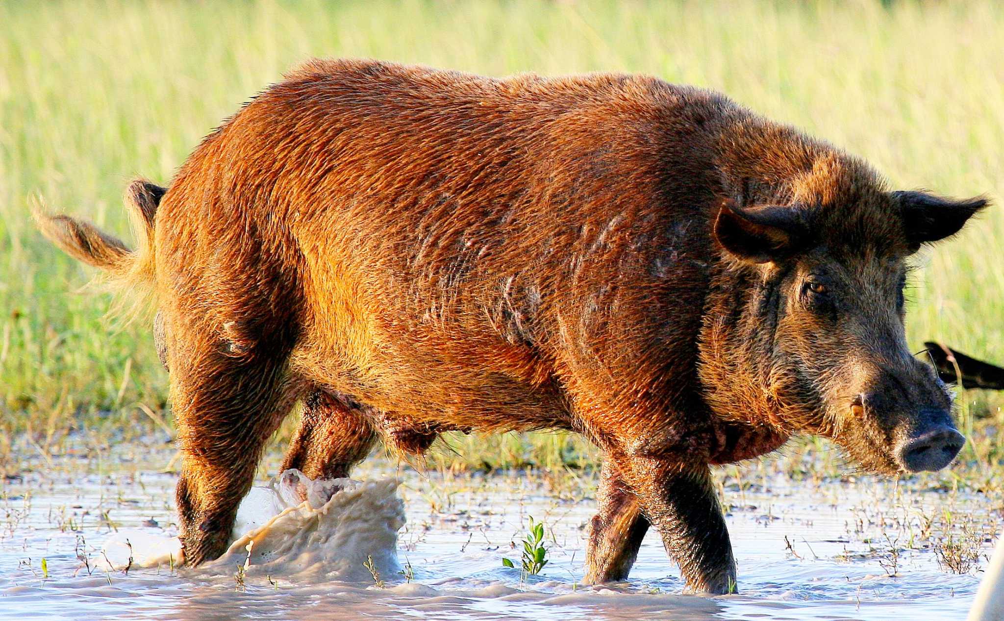 As population grows, feral hogs start to make traction in Lake Houston area