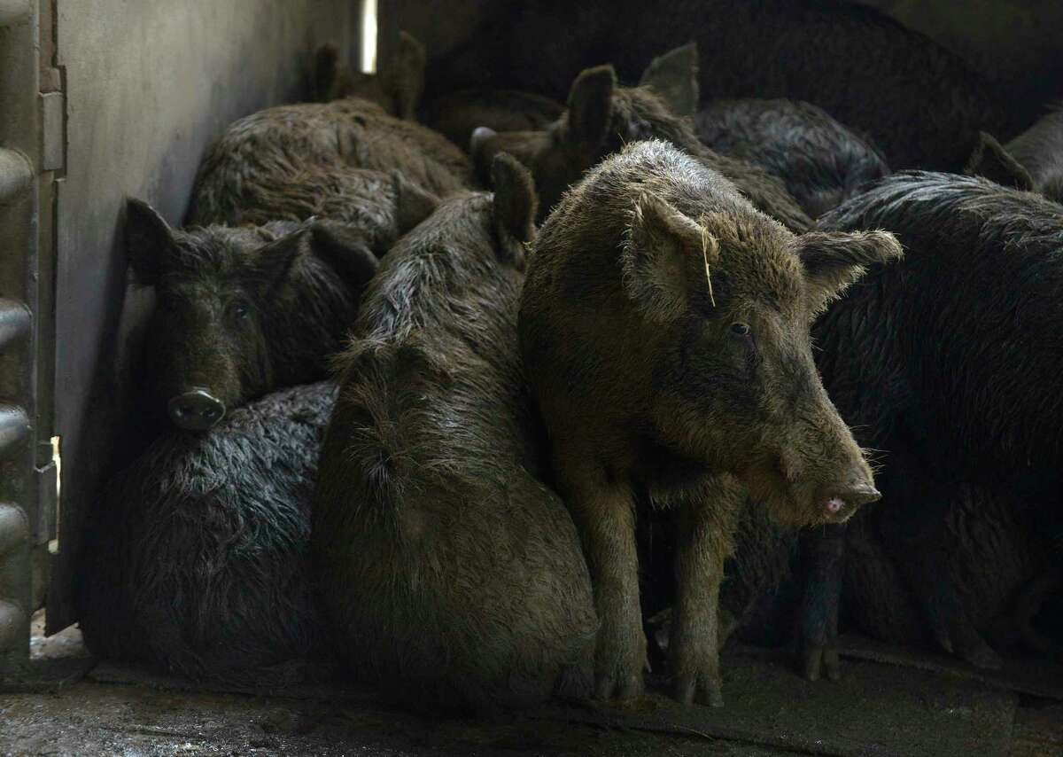 Feral hogs that have been trapped are held in a pen at Southern Wild Game, Inc. in Devine on Friday, March 10, 2017.