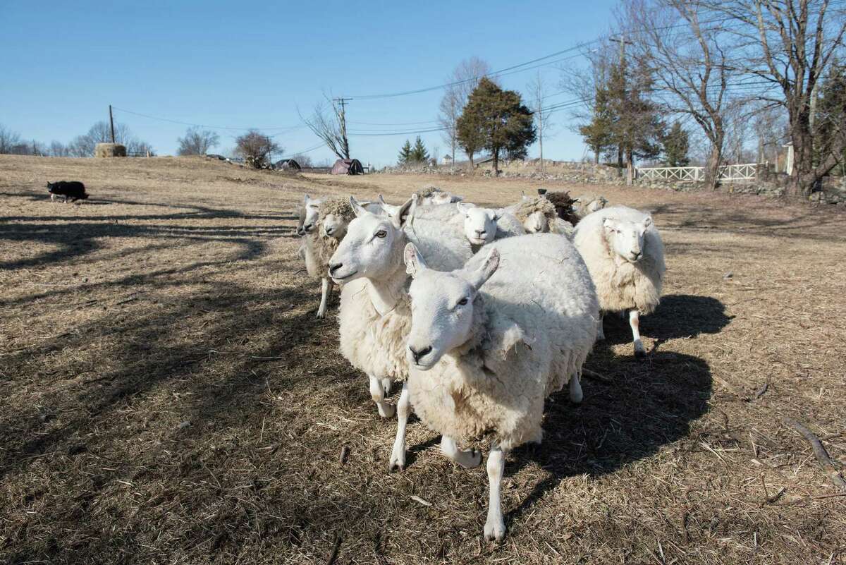 Sheep of Henny Penny Farm run at the McKeon Farm property on Saturday, Feb. 22, 2020 in Ridgefield, Conn.