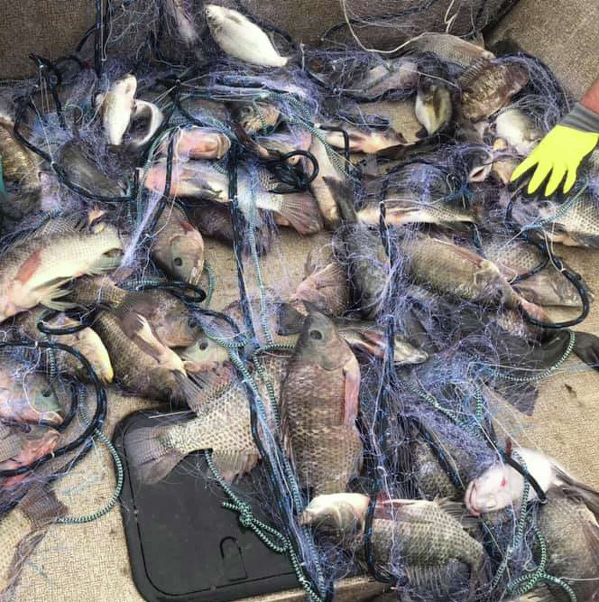 The Texas Parks and Wildlife Department is asking anyone who reels in tilapia at two San Antonio lakes to not return it to the water. MORE PHOTOS: Check out some of the other unwanted species currently invading Texas...