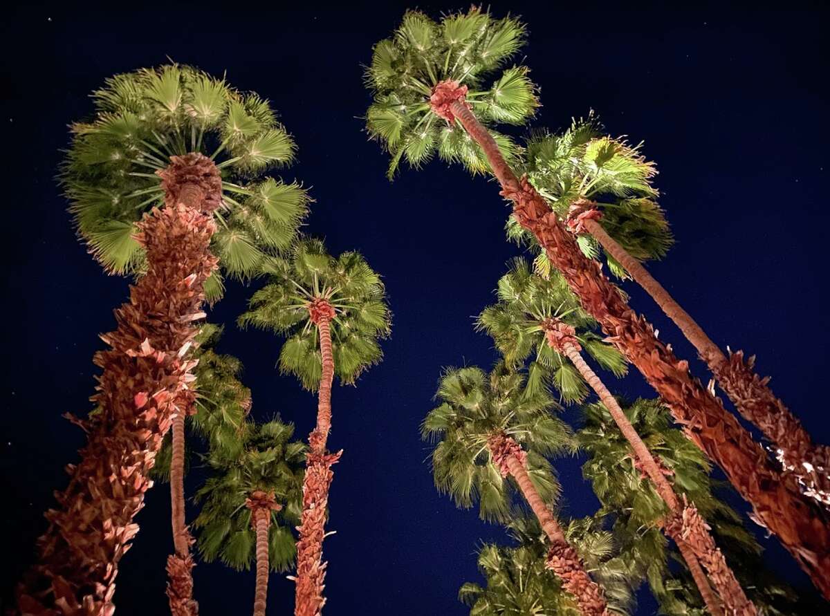 Looking up at palm trees and starry skies at dusk at the La Quinta Resort in La Quinta, Calif. — yes, the town is named after the hotel, just like Beverly Hills is named after the Beverly Hills Hotel.