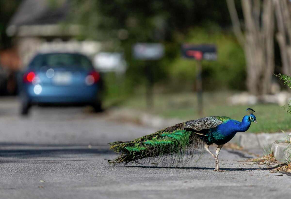 Drivers looking to see Glenoaks’ peacocks have to be careful. The birds only stand a couple of feet tall and do most of their traveling on foot.