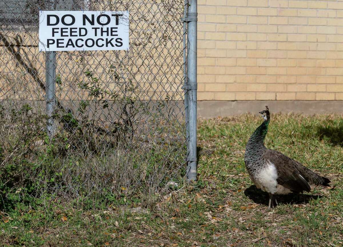 To prevent people from feeding the birds bread and other food that’s bad for them, residents began putting up signs reading “Do Not Feed the Peacocks.” They seem to have worked.