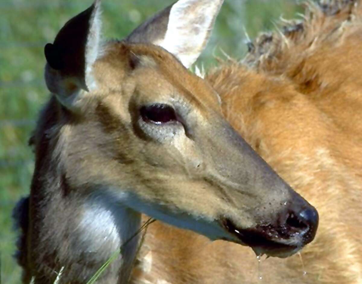 Chronic wasting disease was first discovered in a Colorado research facility in the late 1960s.
