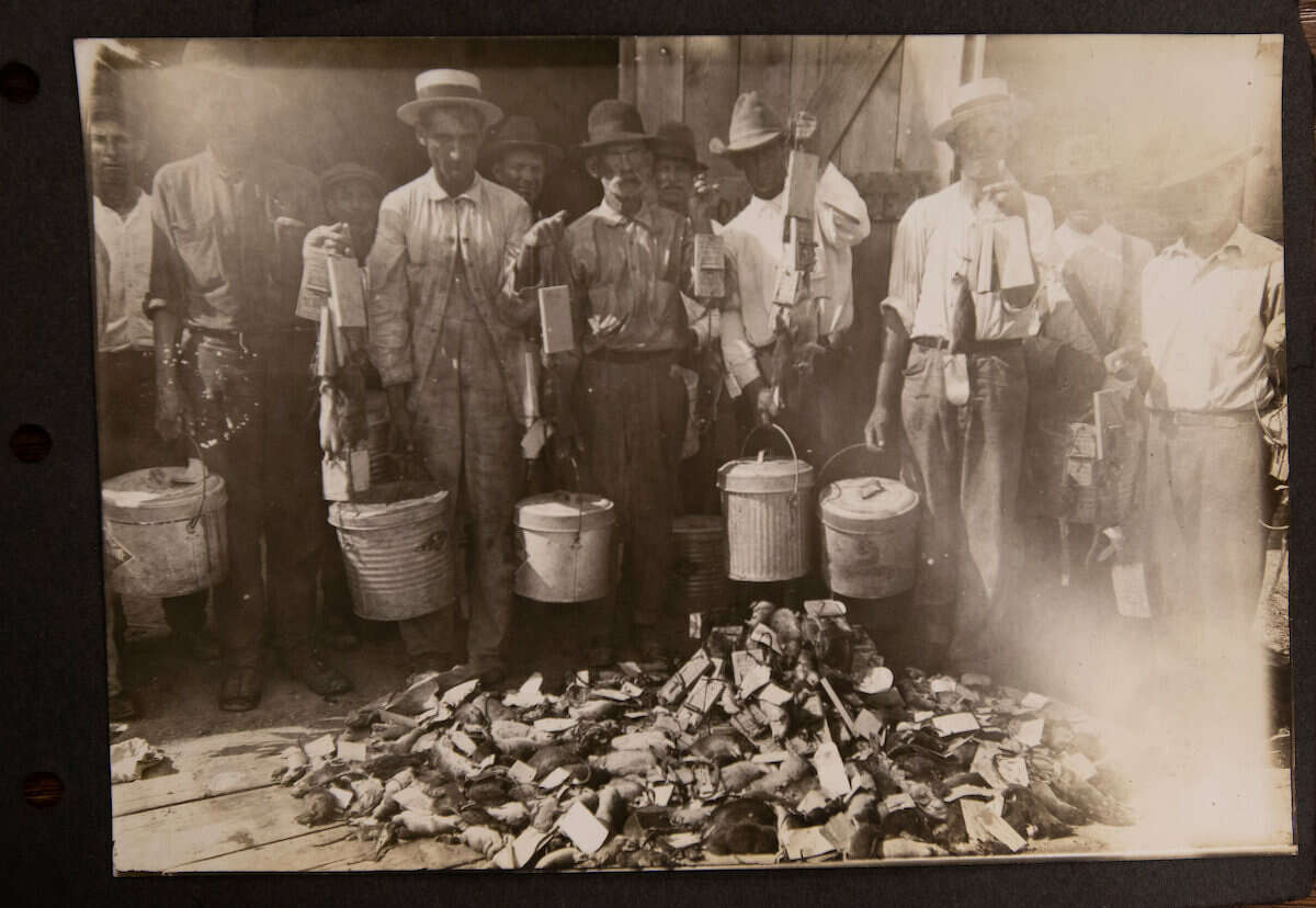 From June to November of 1920, more than 6,000 rat traps were set and 40 rat trappers were hired. They captured and killed nearly 50,000 rats in six months.