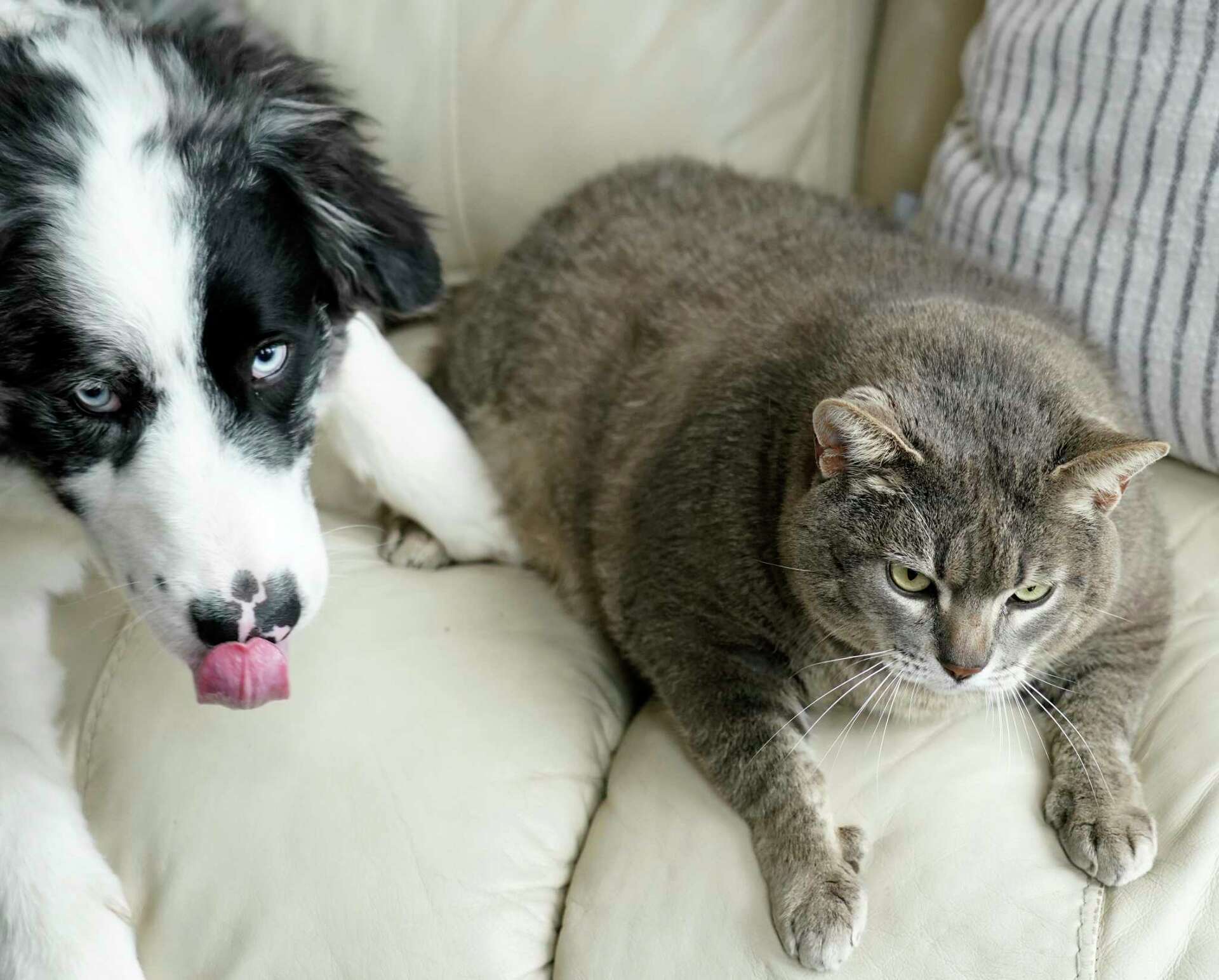 League City's Fat Cat Harvey has 57K Instagram followers. But at