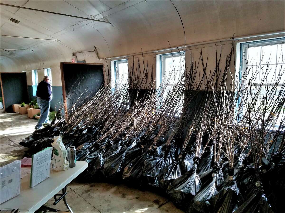 Seedling trees are lined up at a previous Conservation District tree sale. (Courtesy photo)