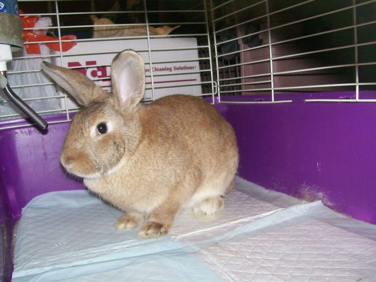 Female rabbit available for adoption