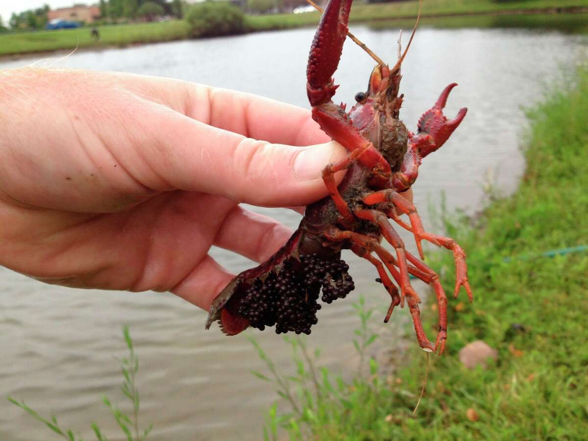 Red swamp crayfish, called "crawfish" or "crawdads" in the south, are invasive in Michigan, reducing populations of native crayfish and burrowing under dams, culverts and other infrastructure. (Michigan Department of Natural Resources/Courtesy Photo)