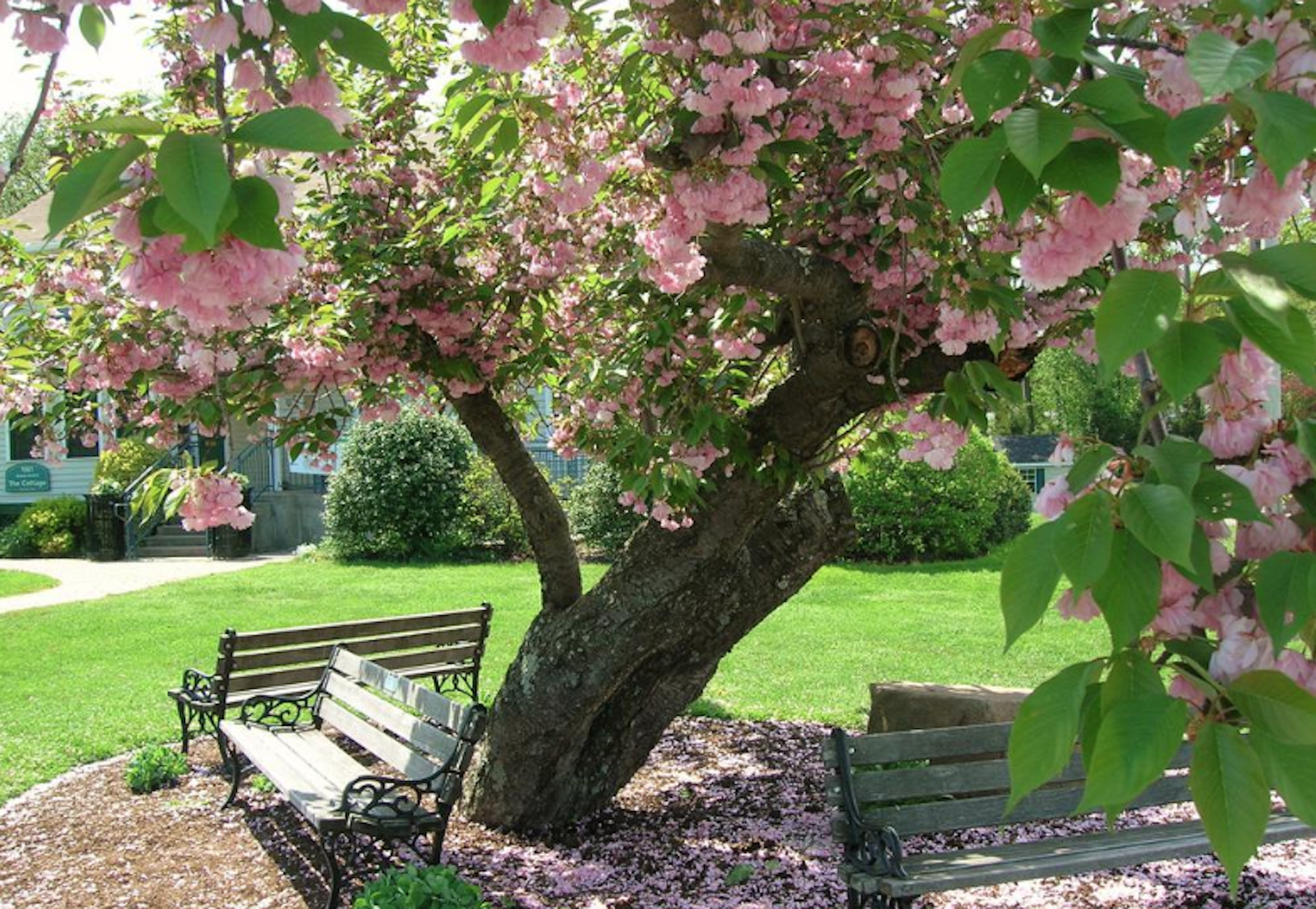 Can’t travel to DC? Plant a cherry blossom tree in your own backyard.