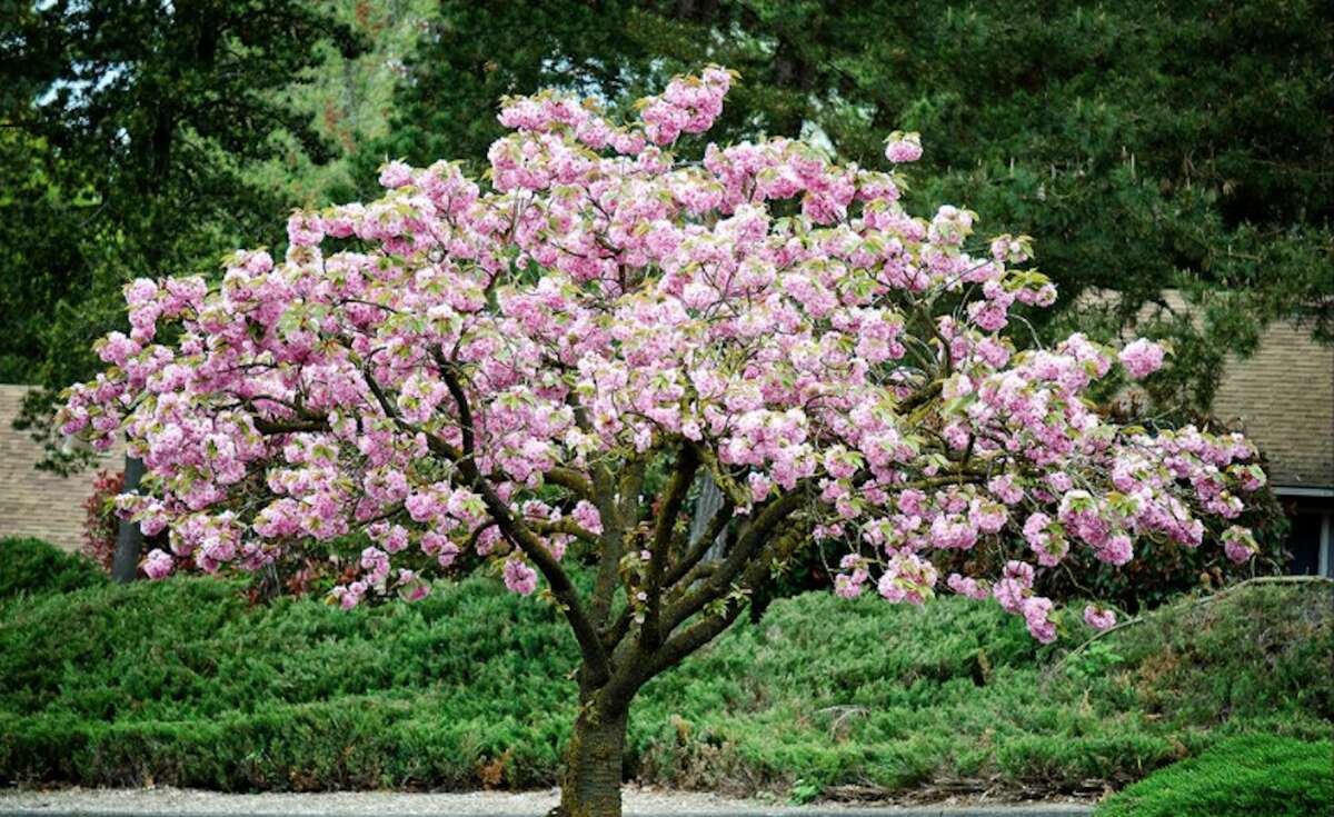 Kwanzan Cherry Blossom Tree Bare Root, $39