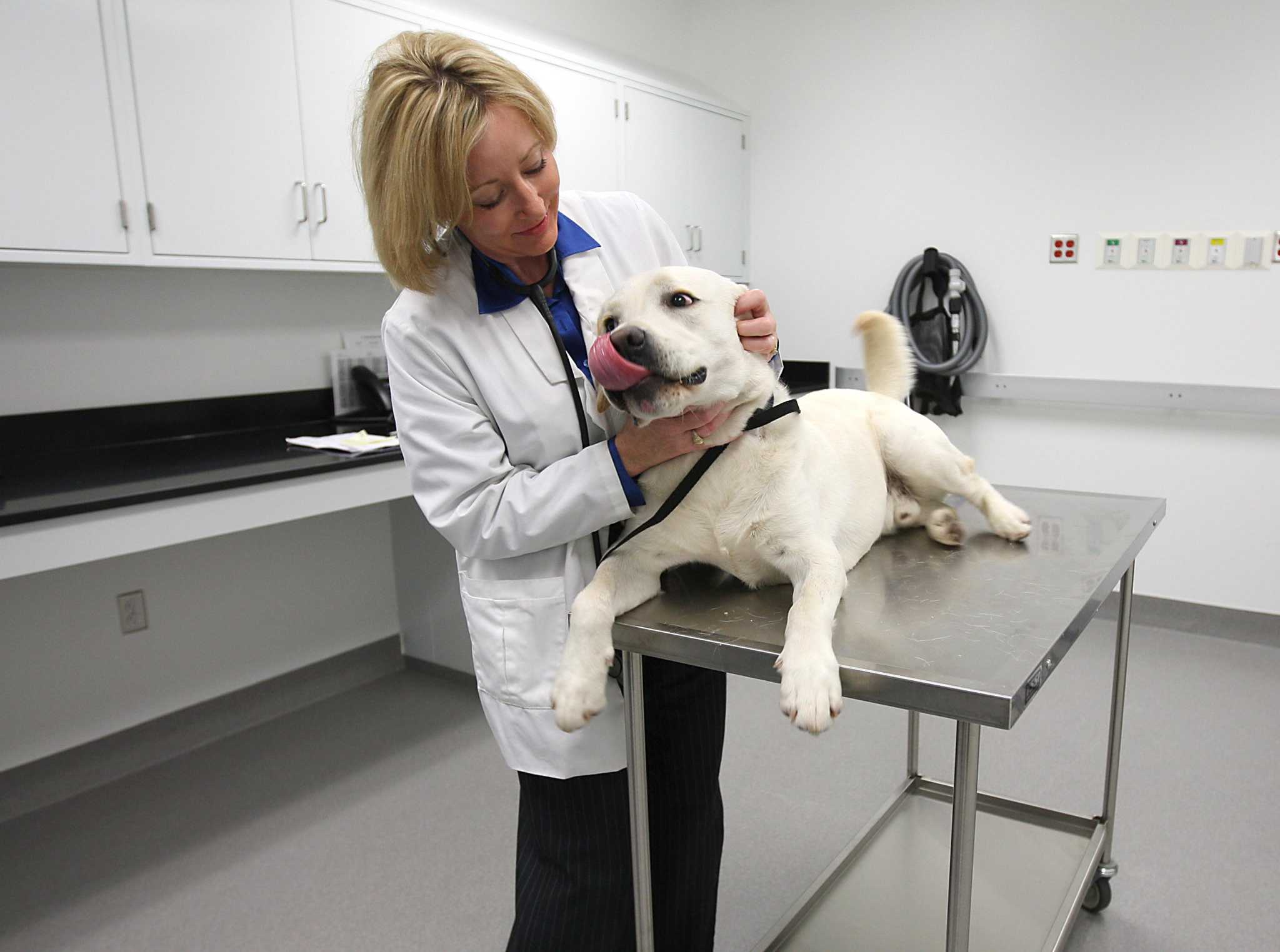 Animals Matter Can pets get sick from coronavirus?