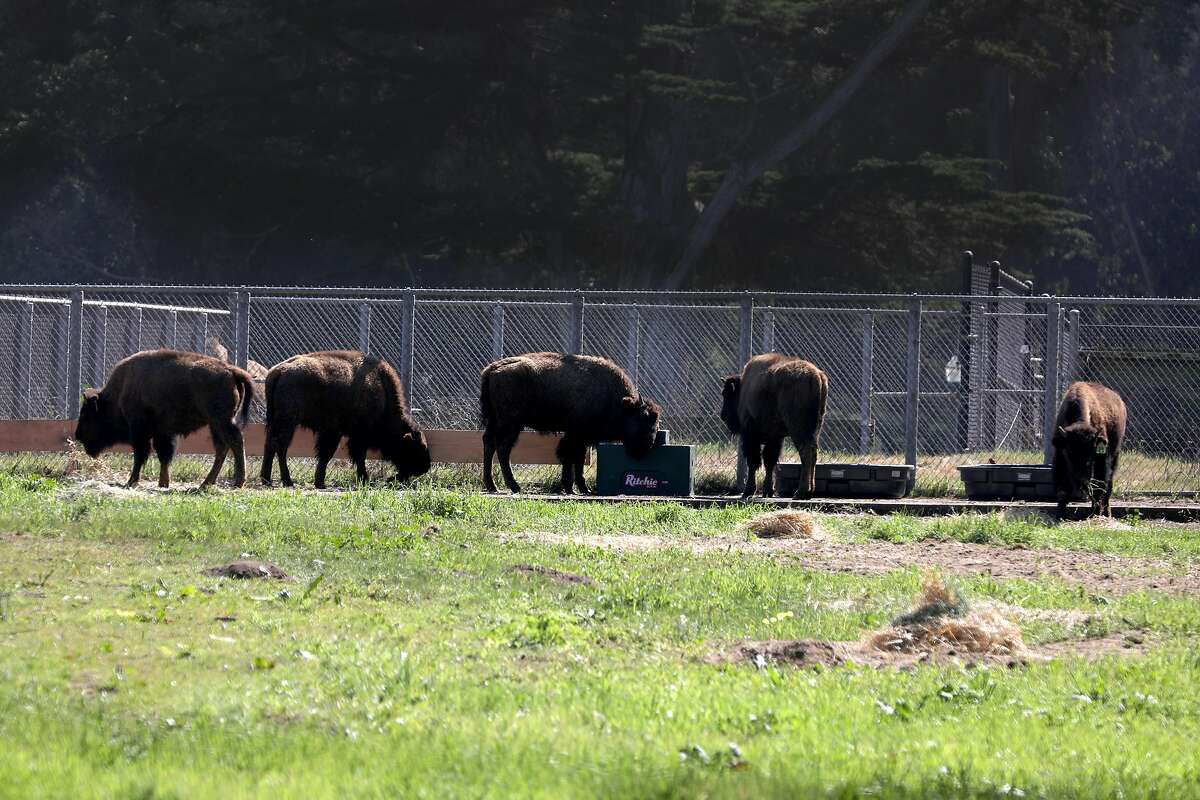 Five new bison have been introduced to the herd at the buffalo paddock at Golden Gate Park in time for the 150th anniversary of the park's founding on Tuesday, March 3, 2020, in San Francisco, Calif.