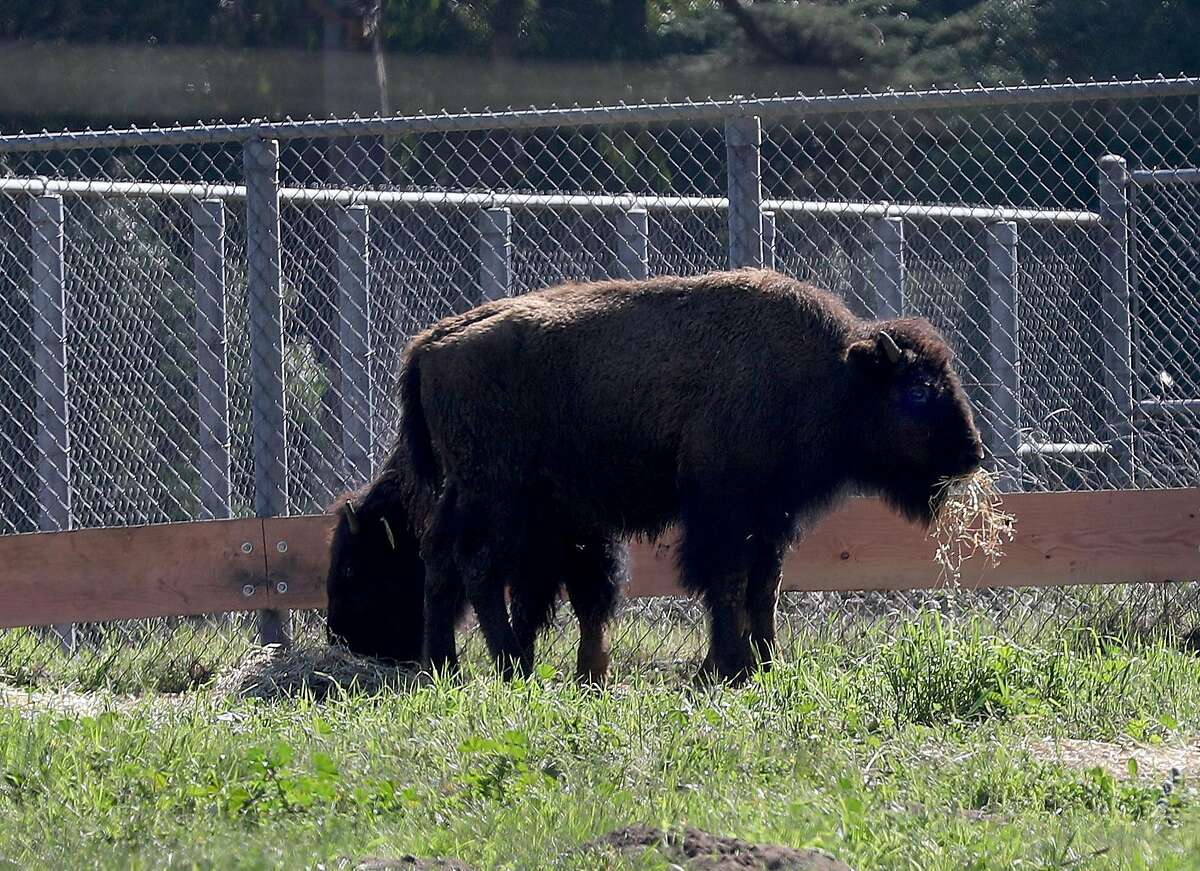 Two of five new bison who have been introduced to the herd at the buffalo paddock at Golden Gate Park in time for the 150th anniversary of the park's founding on Tuesday, March 3, 2020, in San Francisco, Calif.