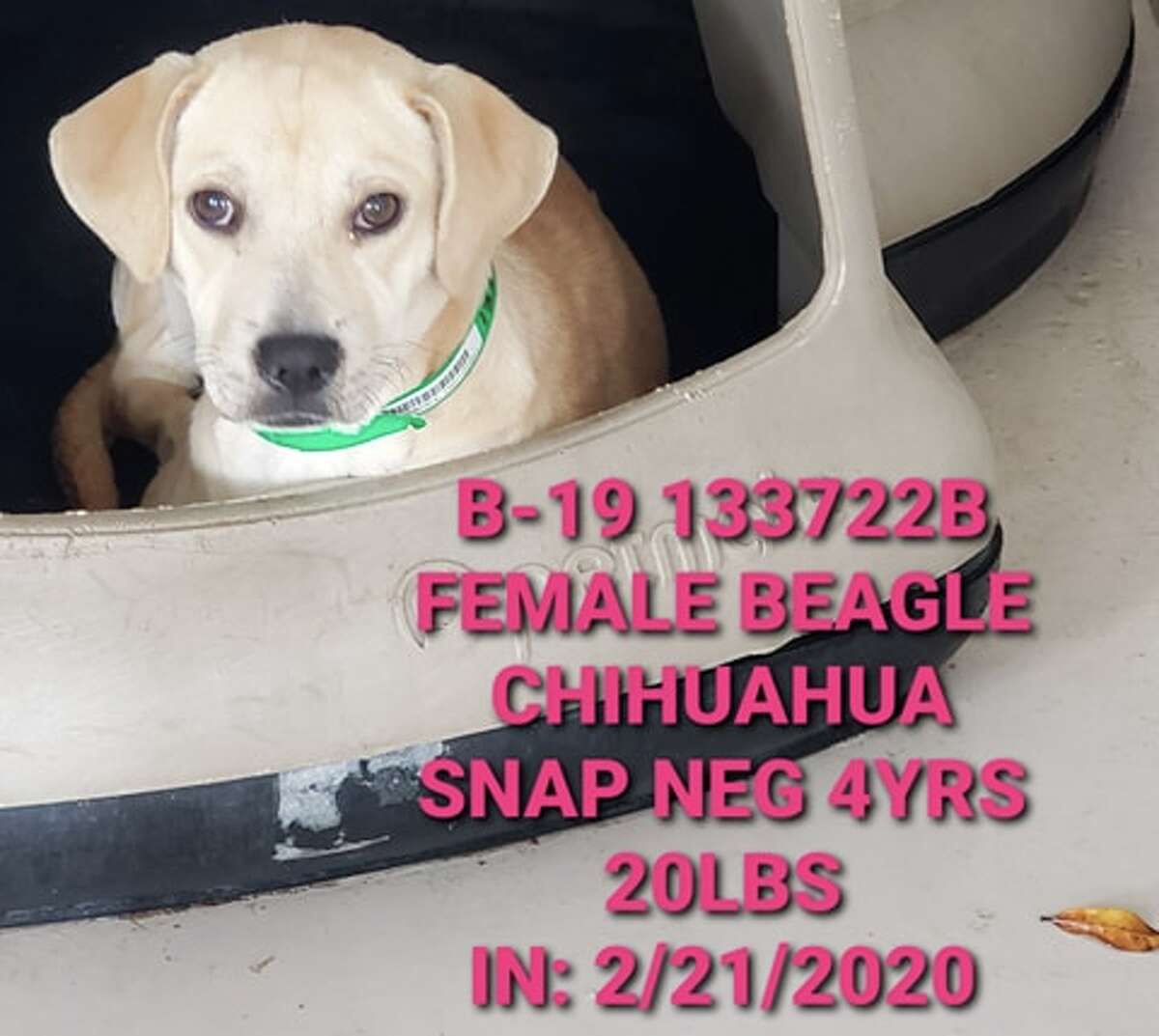 Laredo animal shelter offering free adoptions every Tuesday