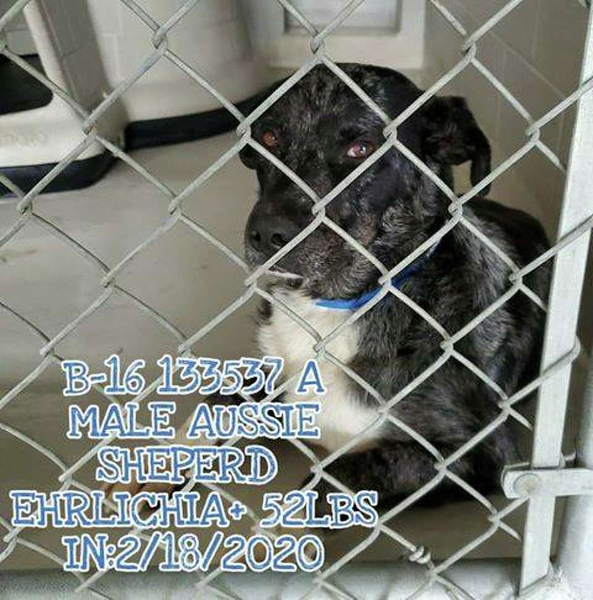 Laredo animal shelter offering free adoptions every Tuesday