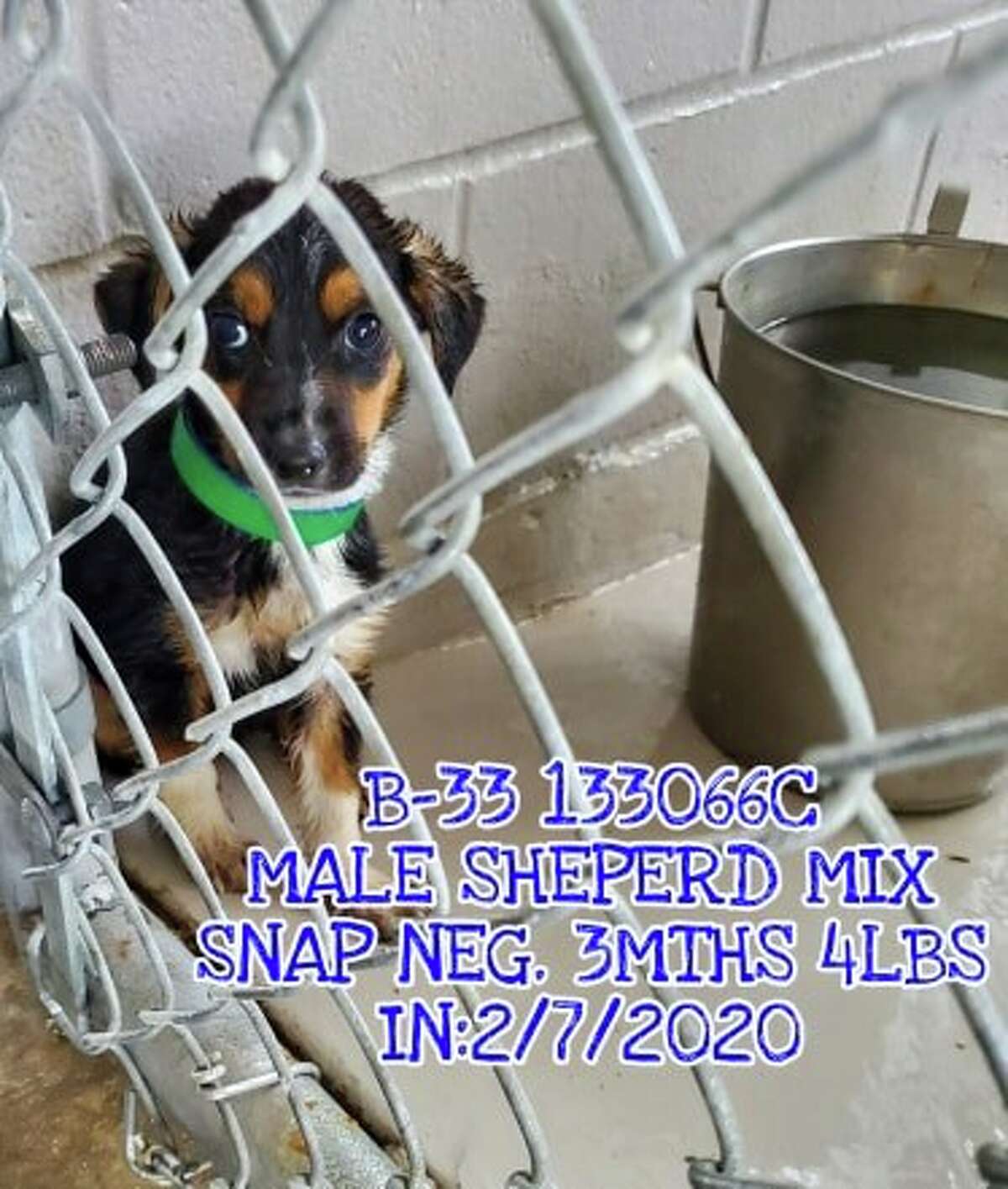 Laredo animal shelter offering free adoptions every Tuesday