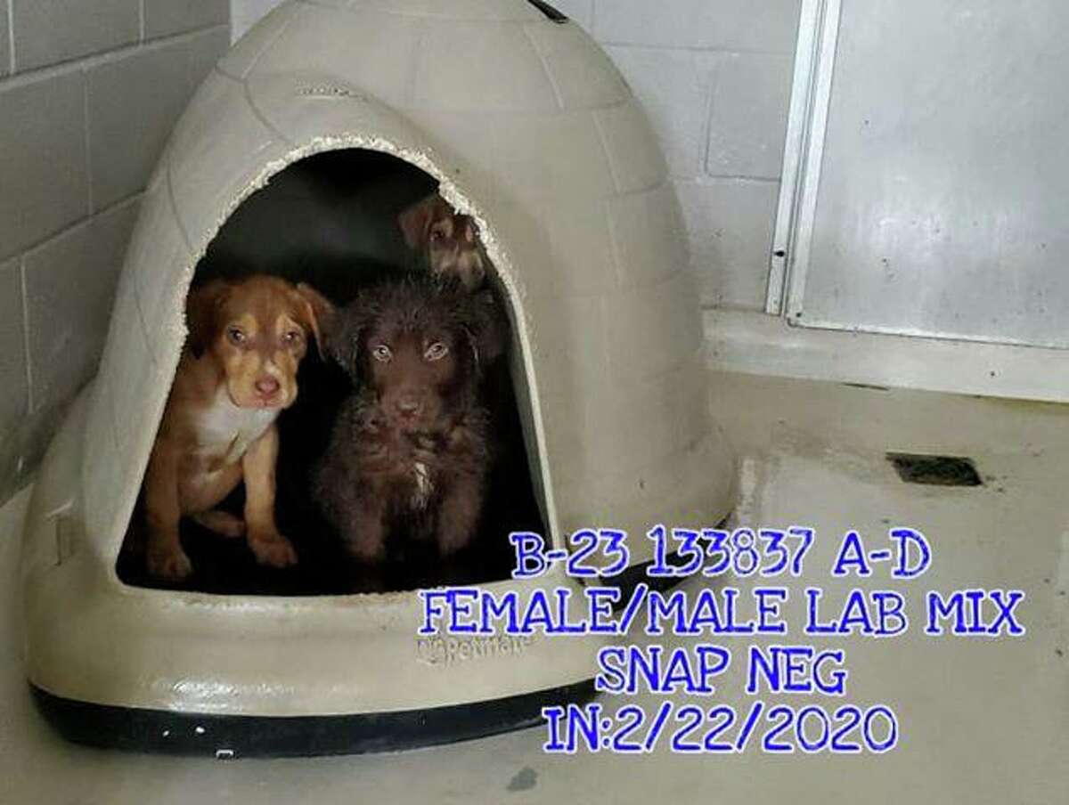 Laredo animal shelter offering free adoptions every Tuesday