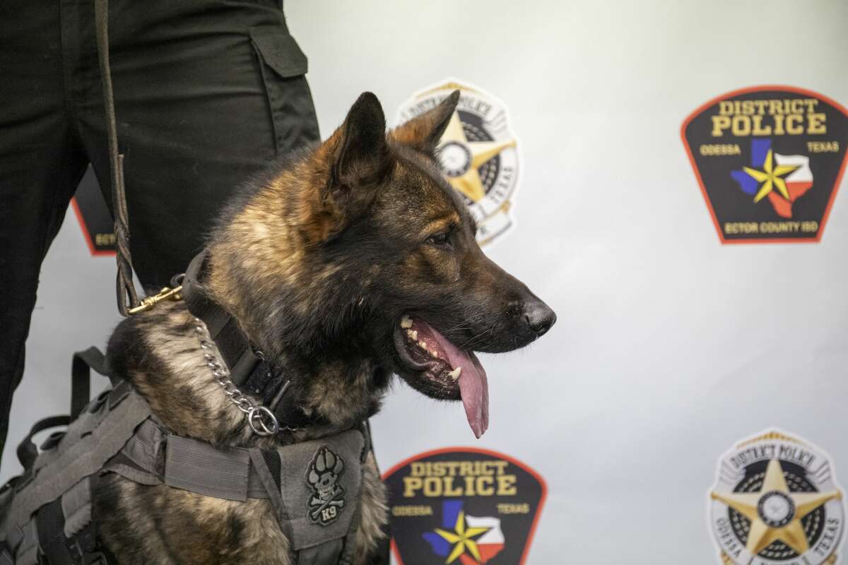 Officer Luke Mesa and K-9 Odin were introduced to the media on Tuesday, March 3, 3030 at the ECISD Police Department. Jacy Lewis/Reporter-Telegram