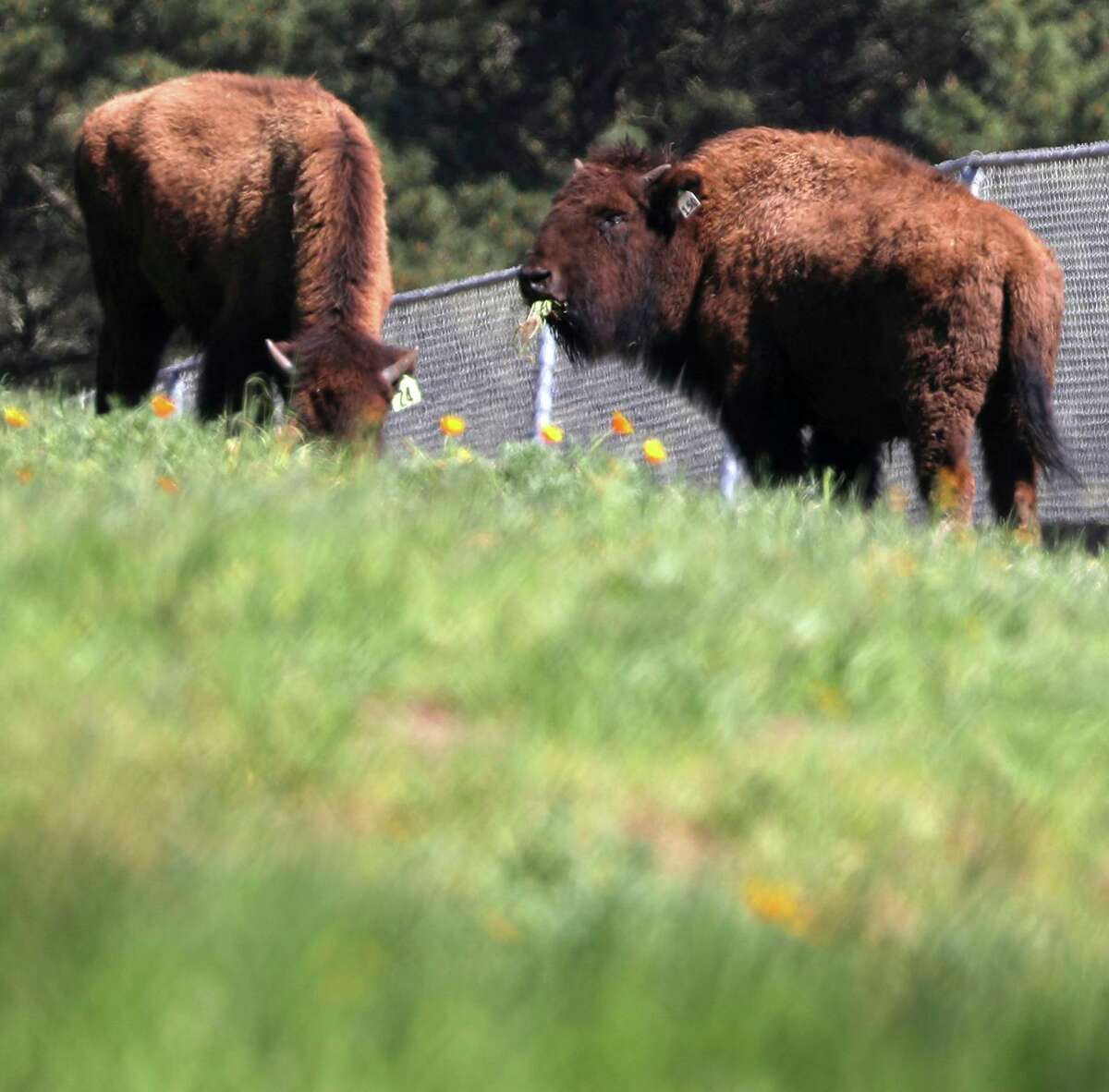 New additions to Golden Gate Park’s bison herd chomp on the bounty of their new San Francisco residence.
