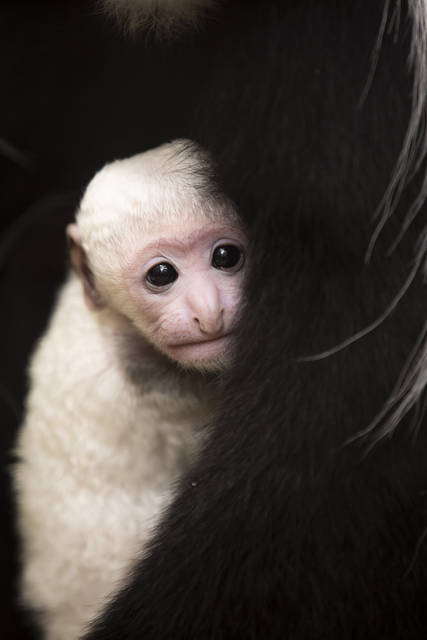 Take a peek at baby monkey Teak, Saint Louis Zoo's newest family