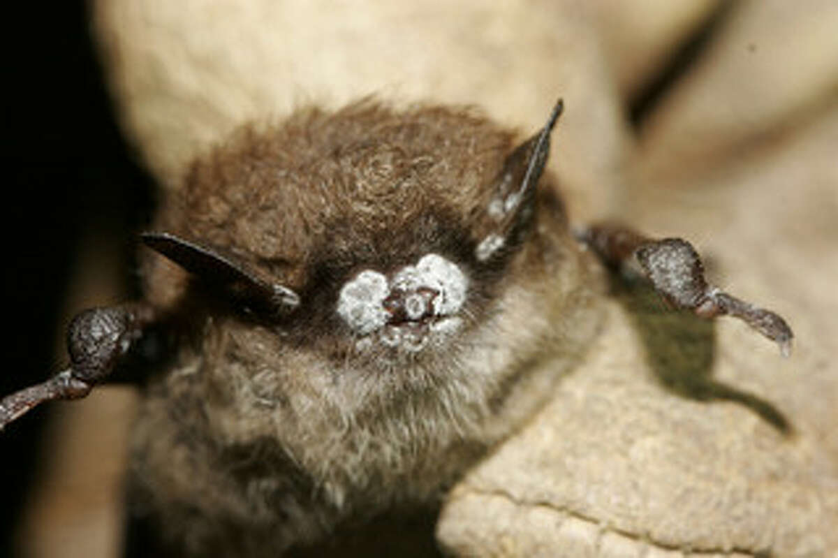 First case of whitenose syndrome, deadly to bats, confirmed in Texas
