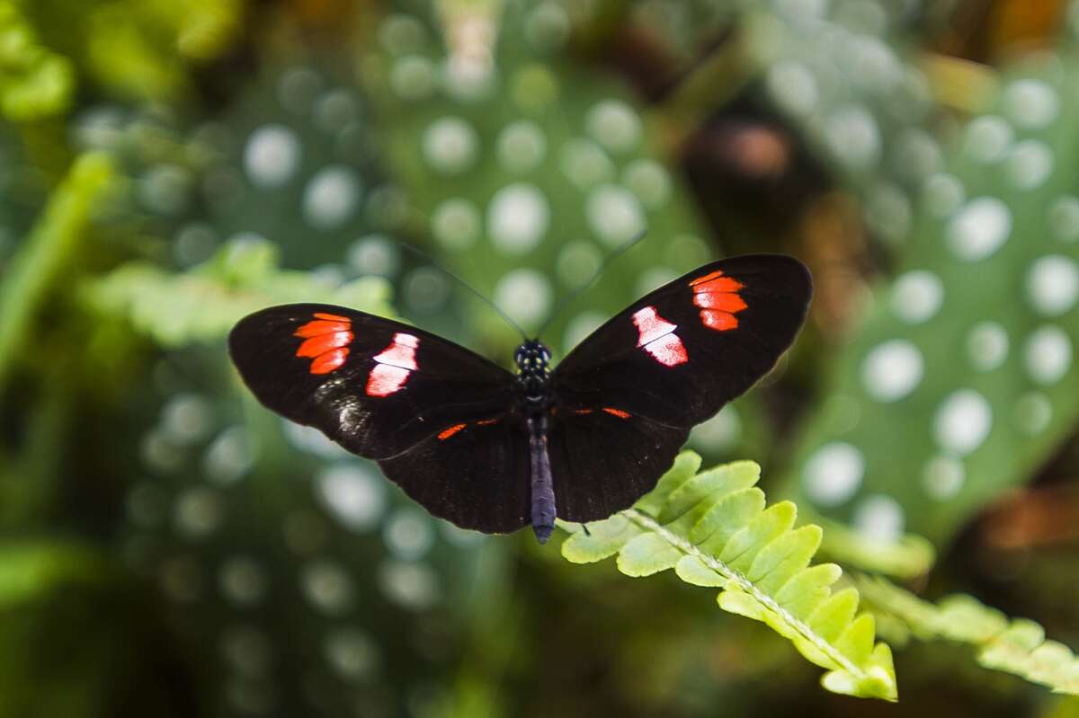 "Butterflies in Bloom" returns to Dow Gardens March 6, 2020