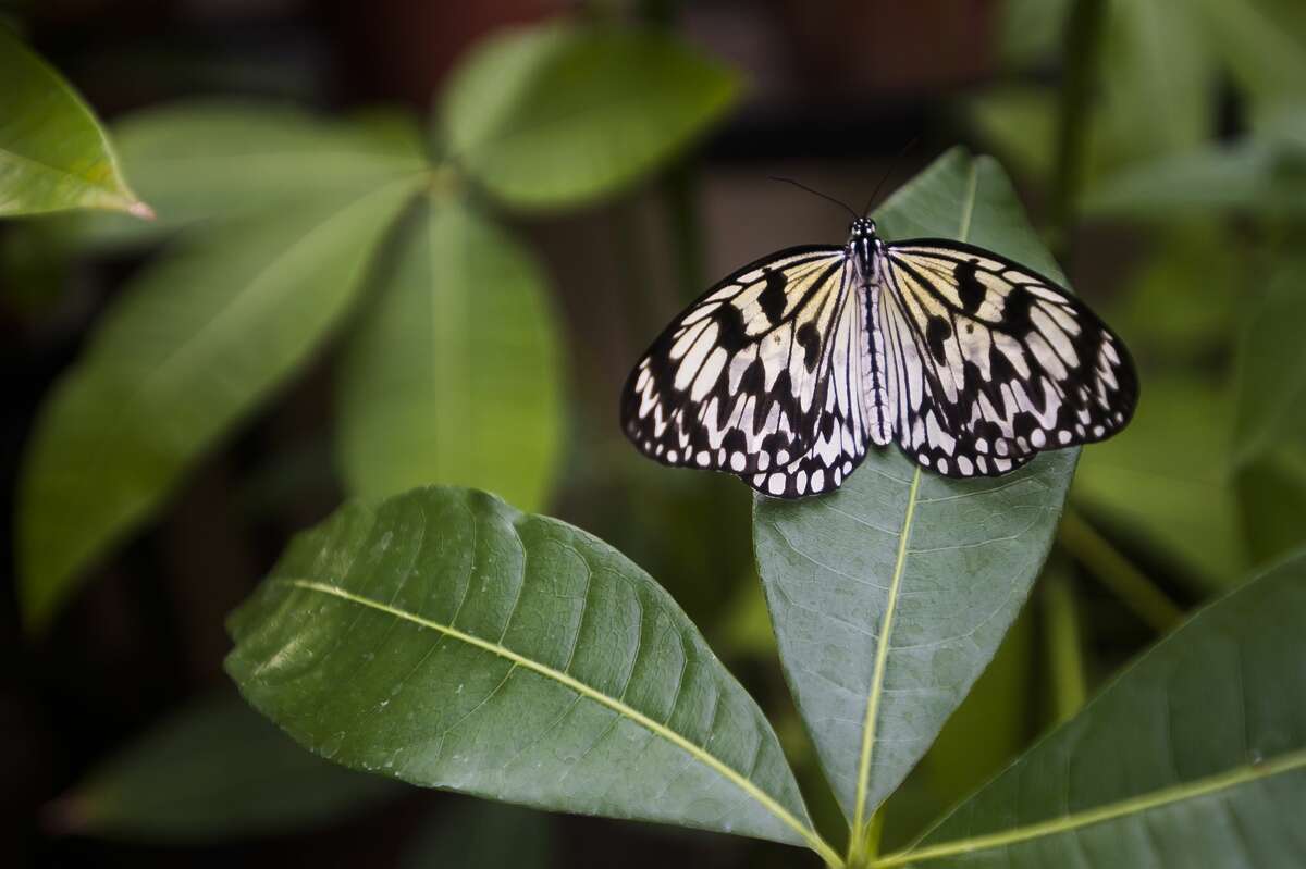 "Butterflies in Bloom" returns to Dow Gardens March 6, 2020