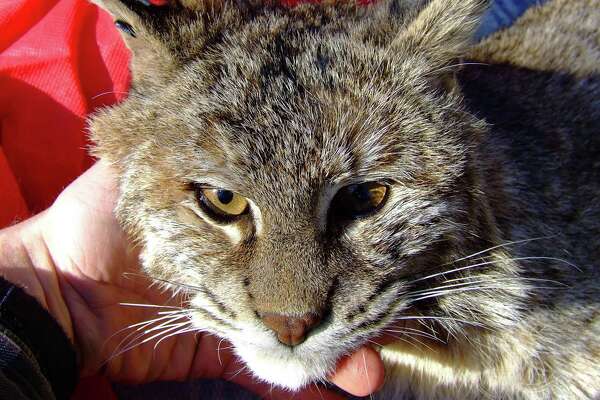 Bobcat Suspected Of Eating Ducks Chicken In Monroe Sfchronicle Com